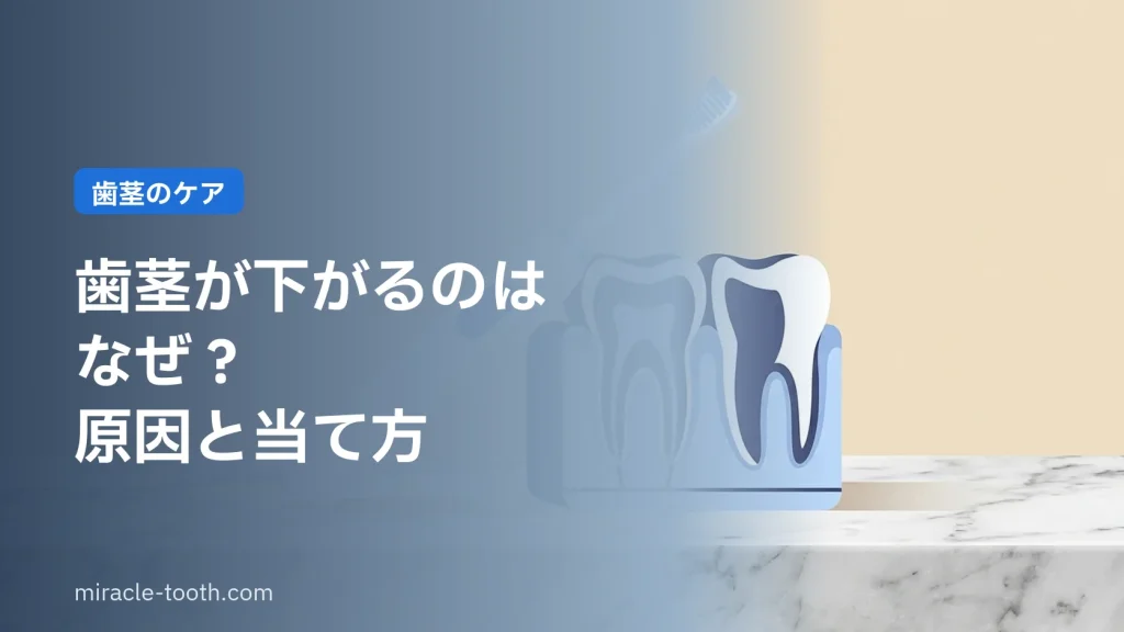 電動歯ブラシを歯と歯茎の断面模型にそっと当てたイメージ